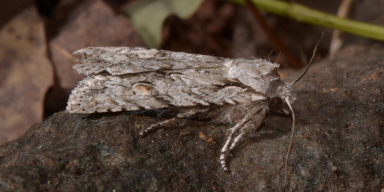 Lithophane (Lithophane) ornitopus  - Noctuidae